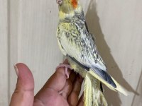 62 günlük kusursuz sultan papağanı bebek
