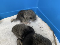 Erkek bebek chinchilla