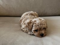 En küçük boy Maltipoo yavruları