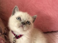 British blue point ve siyam yavrularımız teslime hazır