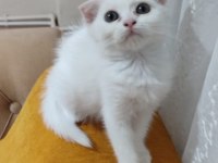 SCOTTİSH FOLD KARTOPU