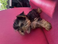 Dişi ve erkek teacup yorkshire terrier
