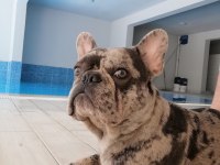 French Bulldog Merly İzmir İçi Dişi Eş Arıyoruz