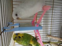 Çift albino ve sarı yeşil kuş