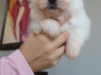 Pomeranian erkek yavru boo