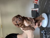50 Günlük Dark Poodle Yavrular