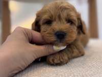 Orjinal Maltipoo bebeklerim