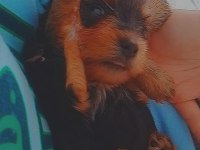 Yorkshire terrier yavrularımıza yuva arıyoruz