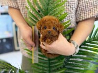 Orjinal Miss Turkey Toy Poodle