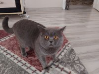 British shorthair yuva arıyoruz