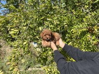 Kore Kan Toy Poodle Bebekler