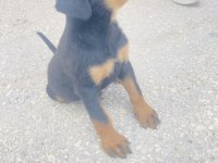 Rottweiler