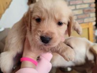 40 günlük tatlı golden retriever yavruları