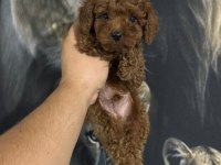 Kore Kan Poodle Yavrularımız