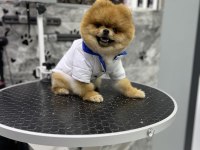 1 Yaş Üst kalite TEDDY BEAR erkek Pomeranian Boo