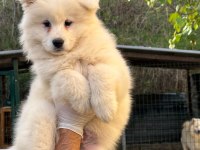 KIF/FCI ŞECERELİ MÜKEMMEL KALİTE SAMOYED YAVRULAR