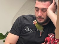 Konur papağanı 2 aylık yeni yeme düşmüş