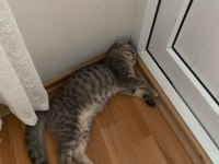 YAVRU SCOTTİSH FOLD TABBY