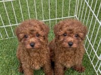 A Kalite Toy Poodle Yavrularımız Hazır