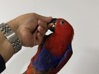 ECLECTUS PAPAĞANI YAVRU
