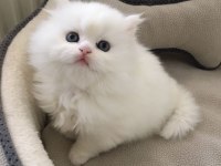 Tertemiz evimden 2 aylık erkek İran kedisi bebeğim
