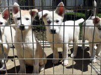 Beyaz Husky Yavrularımız