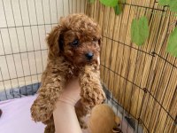 2 dişi toy poodle