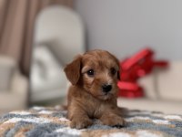 Minik Maltipoo