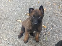 A kalite malinois