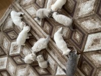 2 Aylık British Longhair Yavru