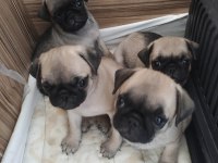 BAKIMLI PUG YAVRULAR