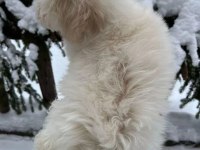 MALTİPOOCUKLAR