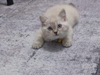 A Kalite Blue Point Ve Scottish Fold Bebekler