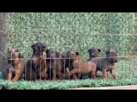 Malinois yavruları