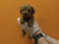 TEACUP MALTİPOO YAVRULARIMIZ