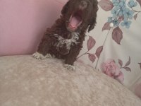 Çikolata poodle bebişler