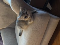 British Shorthair Kedilerimizi Sahiplendiriyoruz