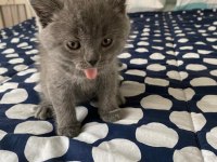 Eğitimli 2.5 aylık yavrular scottish fold