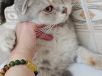 ERKEK ÇOK AKILLI UYSAL KEDİMİZ