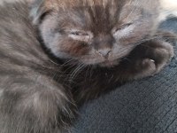 Scottish fold ve ragdoll kırması yavru