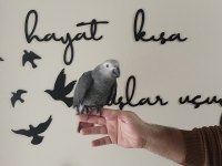 Full Evcil Papağan Çeşitlerimiz Sizleri EvcilPet54