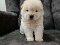 Çin aslanı yavru köpeğimiz