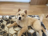 5 AYLIK ÇİPLİ TÜM AŞILARI TAM ERKEK ÇİN ASLANI