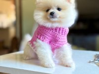 Pomeranian boo köpeği