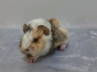 Guinea Pig Yavrular Aynı Gün Set Halinde Teslim Edilir