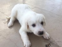 BEBEK KÖPEKLER TAMAMEN ÜCRETSİZ SAPİLENDİRİLECEKTİR