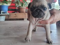 Muhteşem Pug Mops Bebekler A Kalite