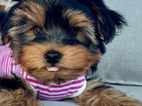 Hipoalerjenik Tüylere Sahip Yavru Köpekler