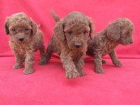 Kaliteli Poodle Yavrularımız