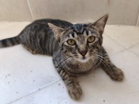 Kedimizi Acil Sahiplendirmek İstiyorum